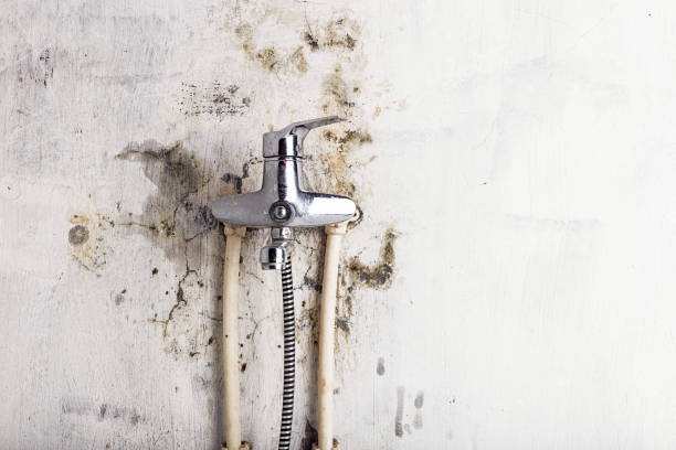 Best HVAC Mold Remediation in Kalamazoo, MI