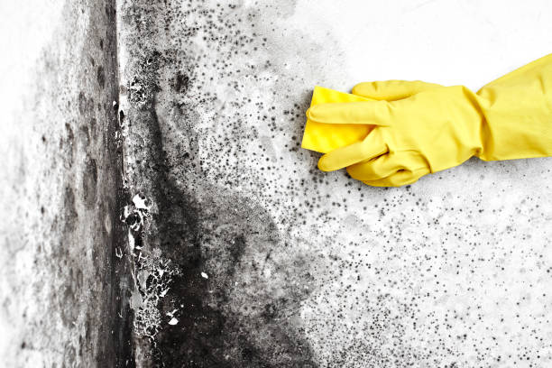 Best White Mold Remediation in Kalamazoo, MI