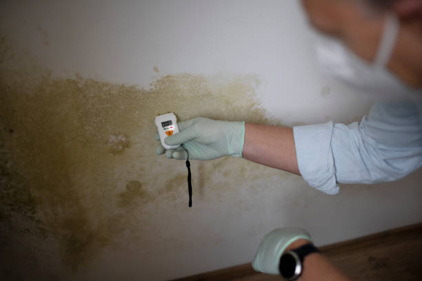 Best Crawl Space Mold Remediation in Kalamazoo, MI