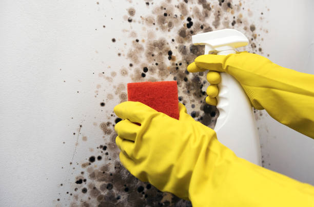Best Black Mold Remediation in Kalamazoo, MI