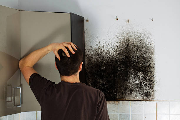 Best Kitchen Mold Remediation in Kalamazoo, MI