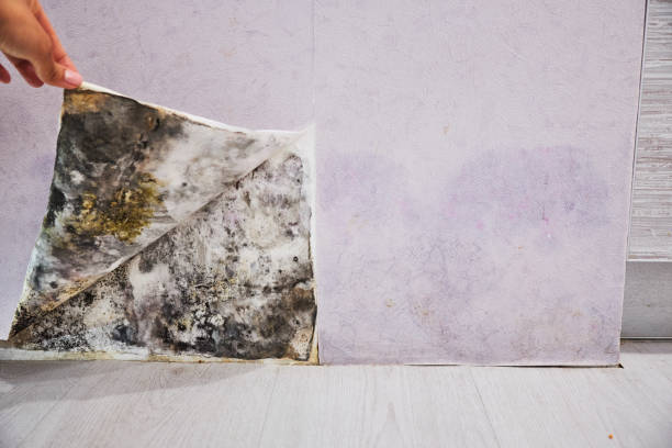 Best Industrial Mold Remediation in Kalamazoo, MI